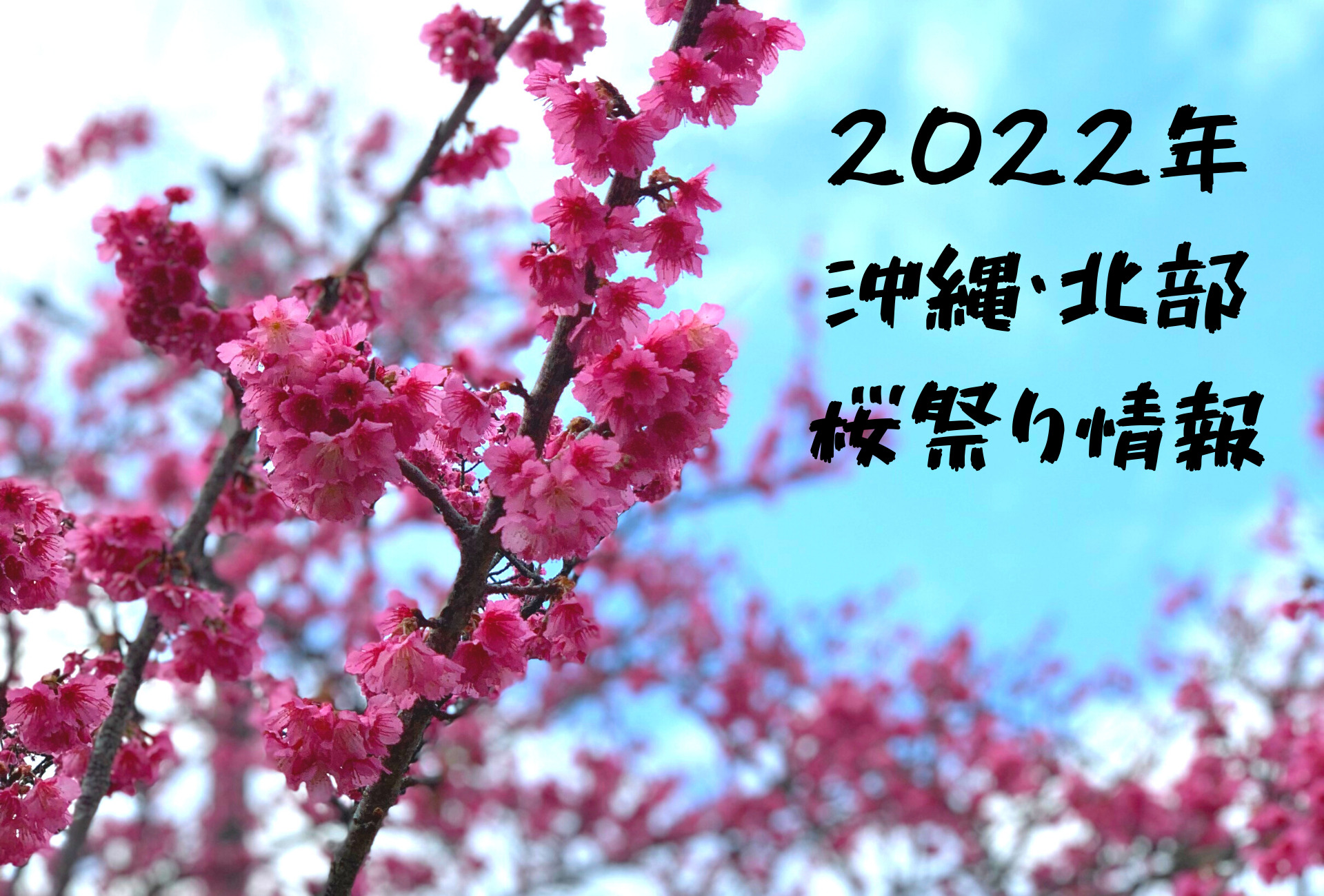 22年 令和4年 沖縄北部のさくら祭り情報 22年 令和4年 沖縄北部のさくら祭り情報